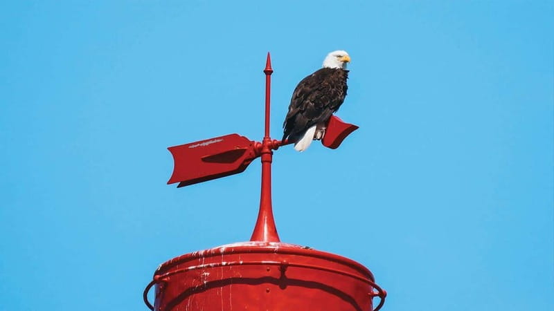 Vancouver: Waterfront Sightseeing Tour - City and Nature - English Bay, Stanley Park, and the Lions Gate Bridge