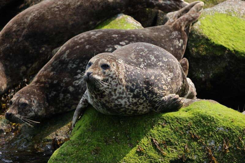 Vancouver: Waterfront Sightseeing Tour - City and Waterfall - What the $130 price includes