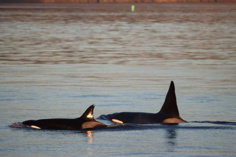 Vancouver Whale Watching Safari - Key points at a glance