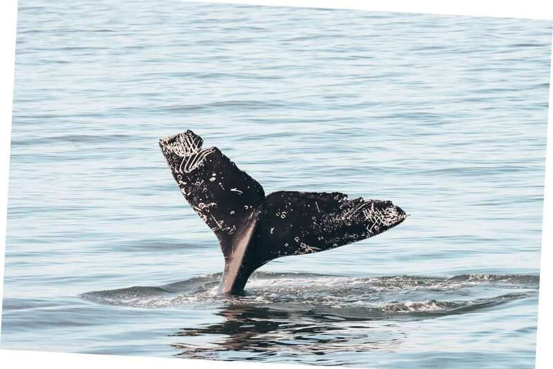 Vancouver Whale Watching Safari - Searching for orcas in British Columbia waters