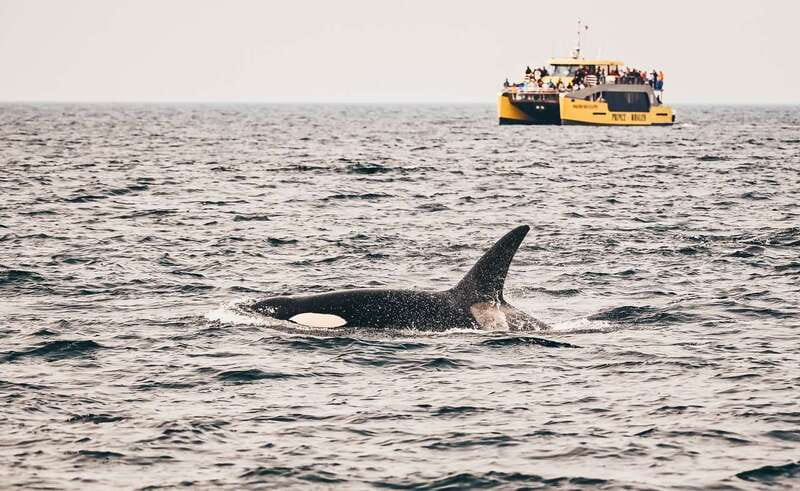 Vancouver Whale Watching Safari - The Canadian Pacific coast between sightings