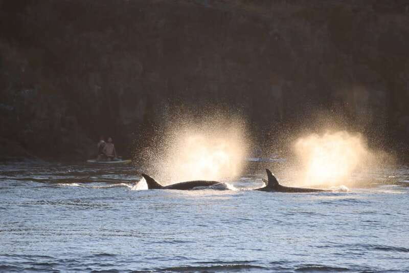 Vancouver Whale Watching Safari - Why Granville Island changes the rhythm