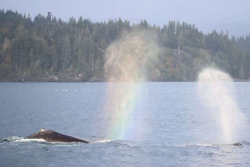 Vancouver Whale Watching Safari - Is $316 a fair price?