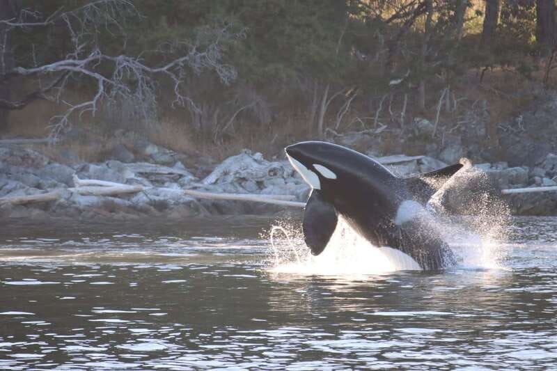 Vancouver Whale Watching Safari - What the strongest feedback tells you