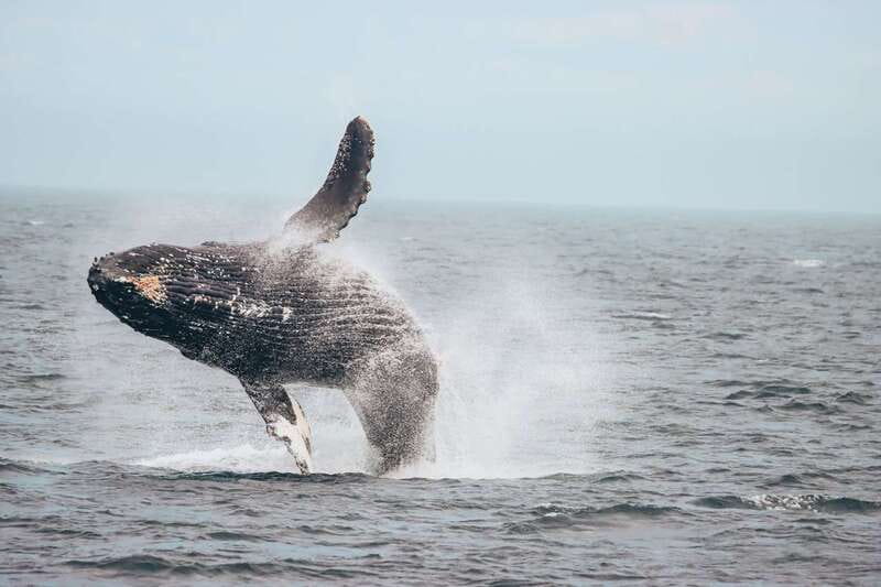 Vancouver Whale Watching Safari - Who should book this whale safari?
