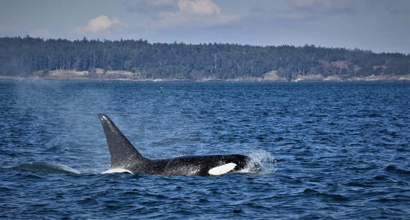 Vancouver Whale Watching Safari - What the covered speedboat adds