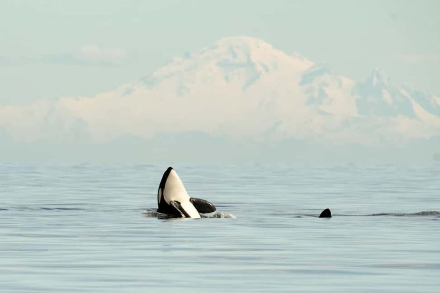 Vancouver: Zodiac Whale Watching Tour from Granville Island - Why the Zodiac changes the whale-watching experience