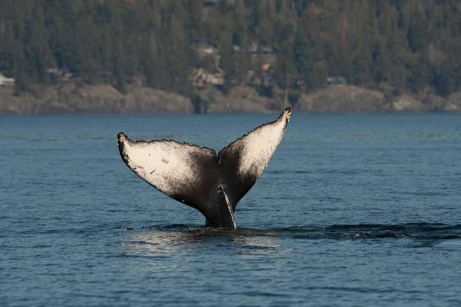 Vancouver: Zodiac Whale Watching Tour from Granville Island - How to make the day more comfortable