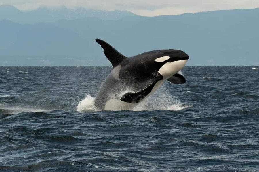 Vancouver: Zodiac Whale Watching Tour from Granville Island - My take: book it if the boat matters as much as the whales