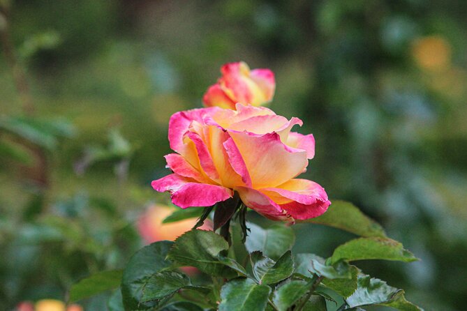 VanDusen Botanical Garden Admission Ticket - Timing your visit around the seasons