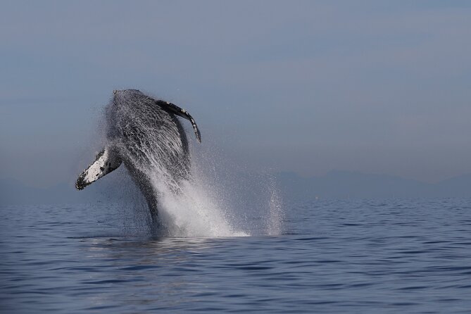 Whale Watching Adventure from Vancouver BC - Key points to know before booking