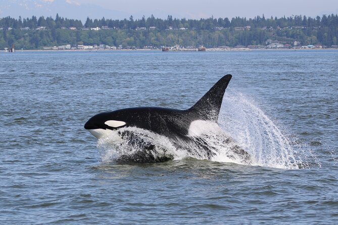 Whale Watching Adventure from Vancouver BC - Leaving Steveston Village for open water