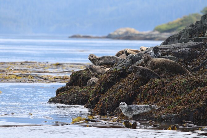 Whale Watching Adventure from Vancouver BC - What you might see beyond the whales
