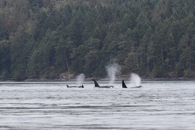 Whale Watching Adventure from Vancouver BC - The naturalist guide and the captain