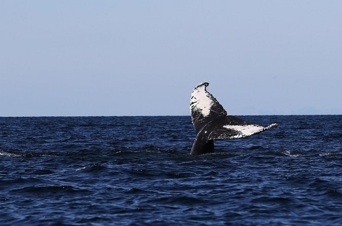 Whale Watching Adventure from Vancouver BC - What the $184 price means