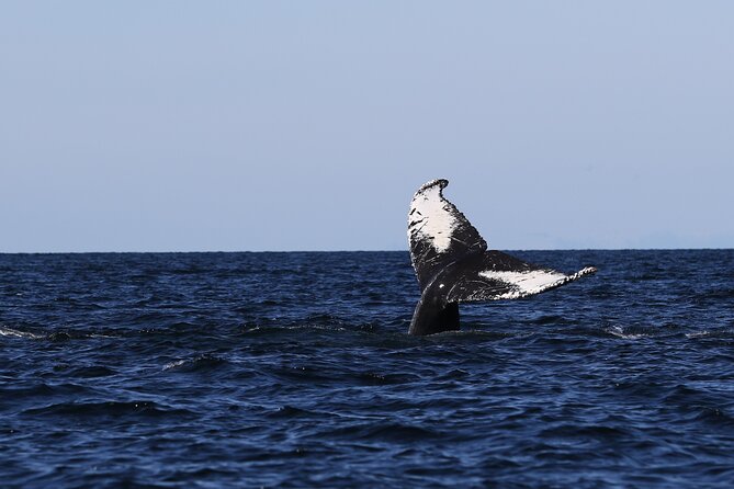 Whale Watching Adventure from Vancouver BC - Who will enjoy this Steveston outing most