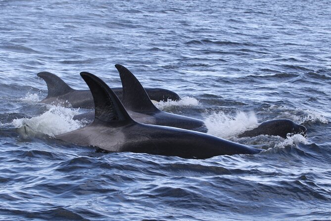 Whale Watching Adventure from Vancouver BC - Four hours of searching, watching, and waiting