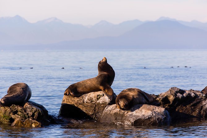 Whale-Watching Tour from Vancouver - Starting in Steveston, Richmond