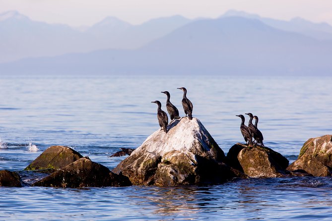 Whale-Watching Tour from Vancouver - Weather can change the whole plan