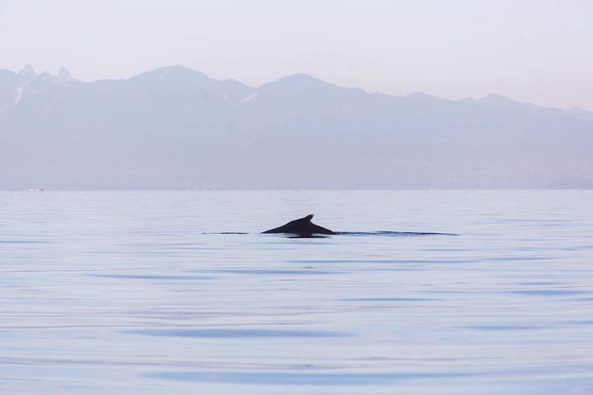 Whale-Watching Tour from Vancouver - Who will enjoy this most