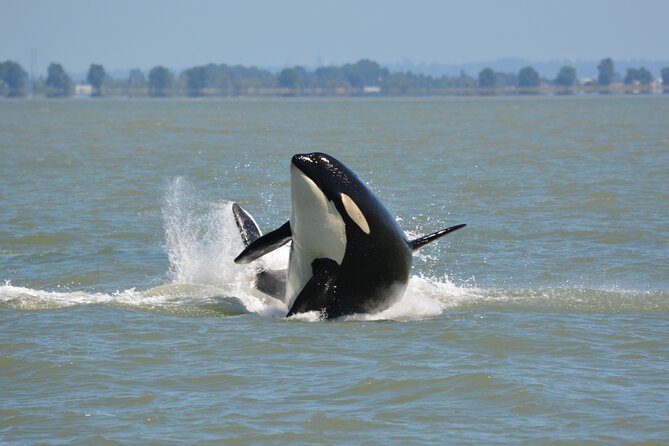 Wild Whale Watching Experience - Open Air Vessel - Why Eagle Eyes changes the whale-watching experience