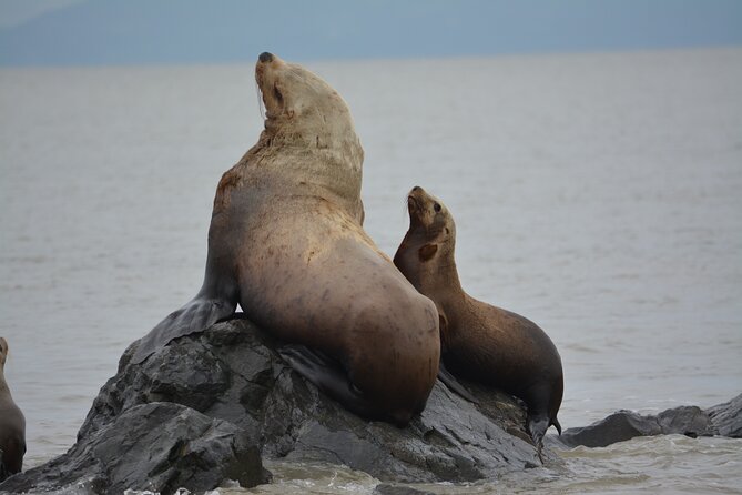 Wild Whale Watching Experience - Open Air Vessel - A marine naturalist makes the long ride worthwhile