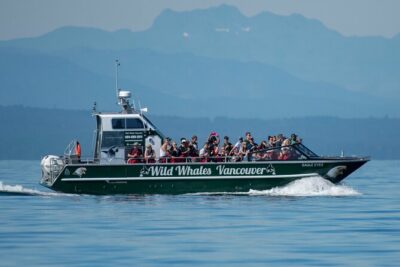 Wild Whale Watching Experience – Open Air Vessel