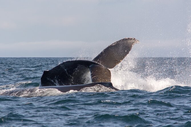 Wild Whale Watching Experience - Open Air Vessel - What to bring for five hours on the water