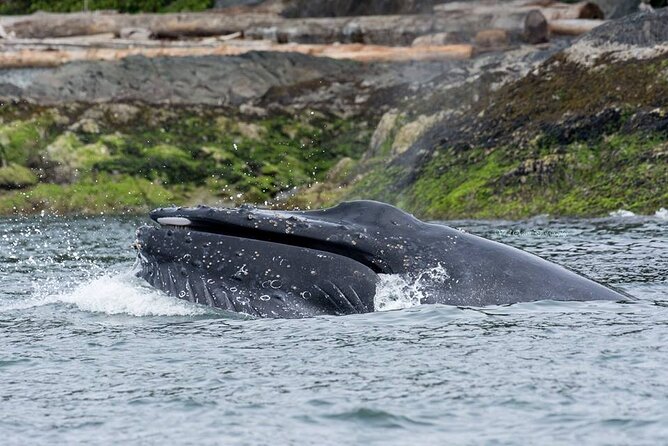 Wild Whale Watching Experience - Open Air Vessel - Price, group size, and the value of the day